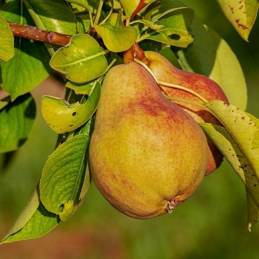 Pero nano, Pera, Pyrus communis nano -  In pack