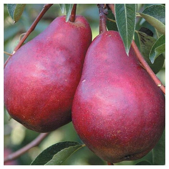 Pero William rosso, Pera, Pyrus communis - In pack Pero William rosso, Pera, Pyrus communis - In pack