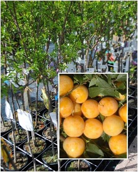 Susino Sorriso di Primavera, Prunus domestica - In pack Susino Sorriso di Primavera, Prunus domestica - In pack