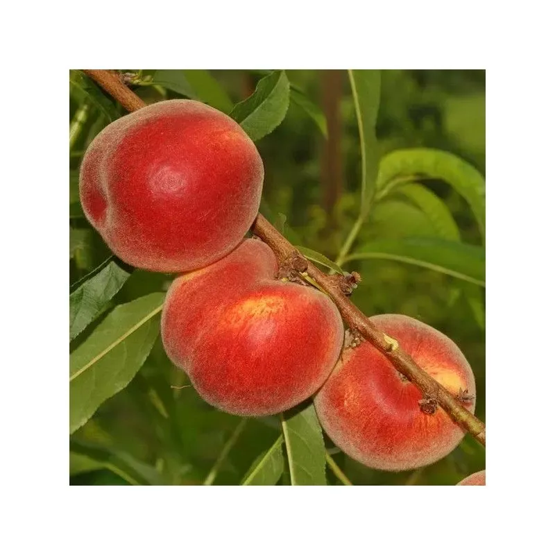 Prunus persica 'Mycrest', Pesco -  In pack