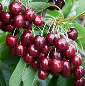 Ciliegio Ferrovia, Prunus Avium Ferrovia - In pack