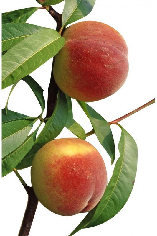 Prunus persica var. nucipersica nano, Pesconoce nano - In pack Prunus persica var. nucipersica nano, Pesconoce nano - In pack