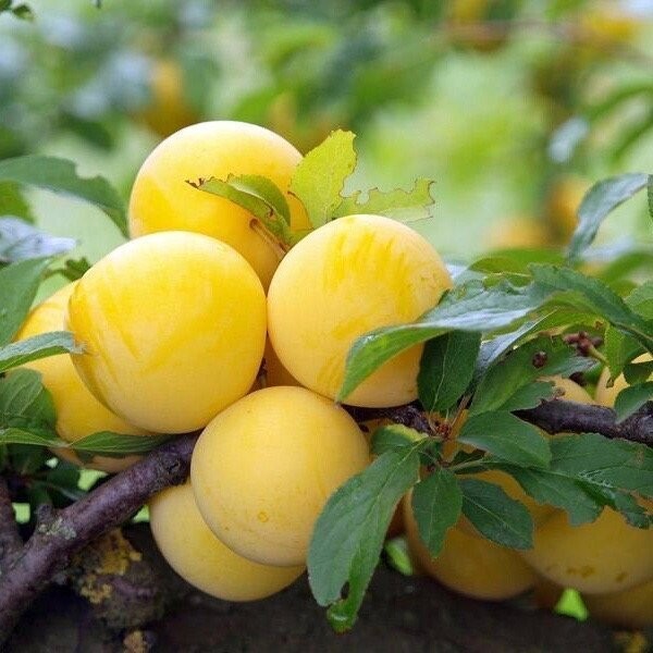 Susino Regina Claudia giallo, Prunus domestica - In pack Susino Regina Claudia giallo, Prunus domestica - In pack