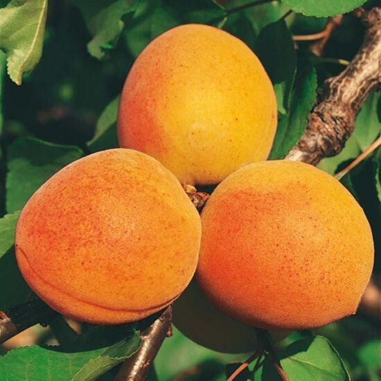 Albicocco Paviot, Prunus armeniaca 'Paviot' -  In pack