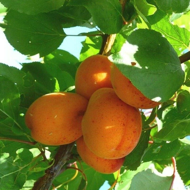 Albicocco Reale d'Imola, Prunus Armeniaca -  In pack