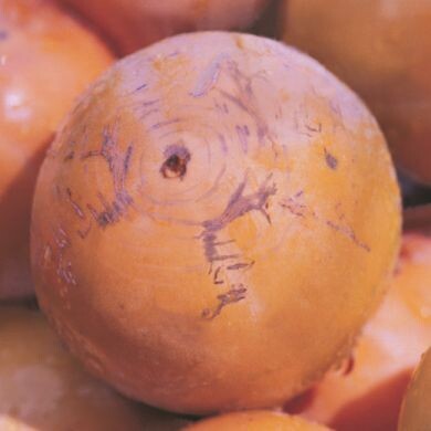 Caco Ragno, Kako, Diospyros kaki 'Ragno' - In pack Caco Ragno, Kako, Diospyros kaki 'Ragno' - In pack