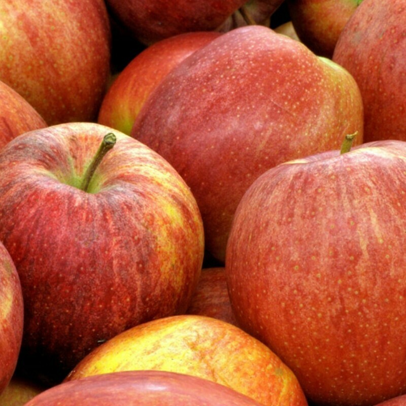 Melo Fuji, Malus domestica, Mela -  In pack