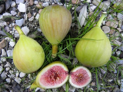 Ficus carica ‘Verdino’, Ficus carica ‘Verdino’ - In pack Ficus carica ‘Verdino’, Ficus carica ‘Verdino’ - In pack