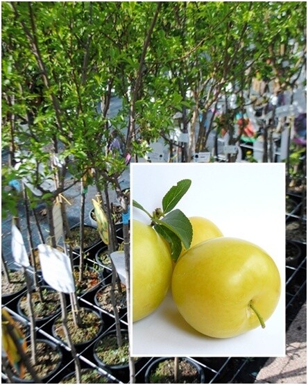 Susino Shiro Goccia d'oro, Prunus salicina -  In pack