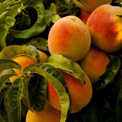 Prunus persica nano, Pesco nano -  In pack