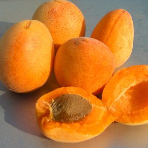 Albicocco Boccuccia, Prunus armeniaca 'Boccuccia' - In pack Albicocco Boccuccia, Prunus armeniaca 'Boccuccia' - In pack