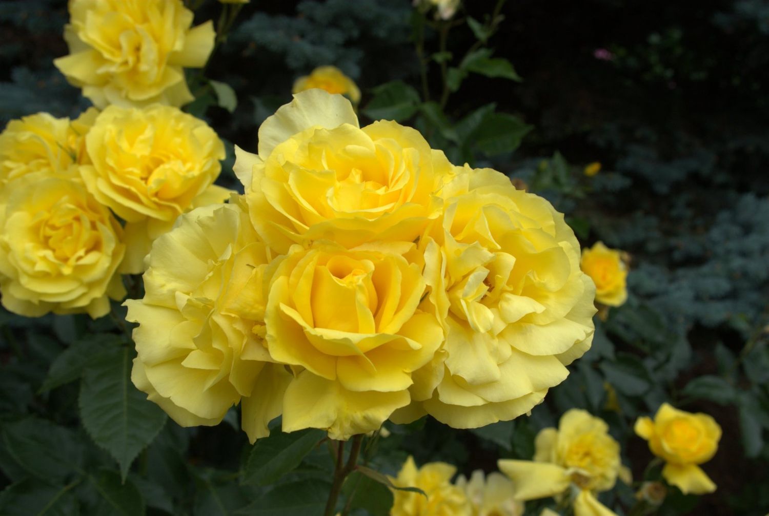 Rosa Rose, Grandi Fiori, Allgold - In pack