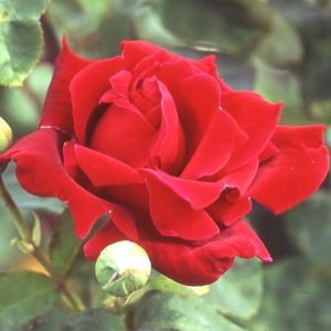 Rosa Rose, Grandi Fiori, Charles Mallerin - In pack, busta Rosa Rose, Grandi Fiori, Charles Mallerin - In pack, busta