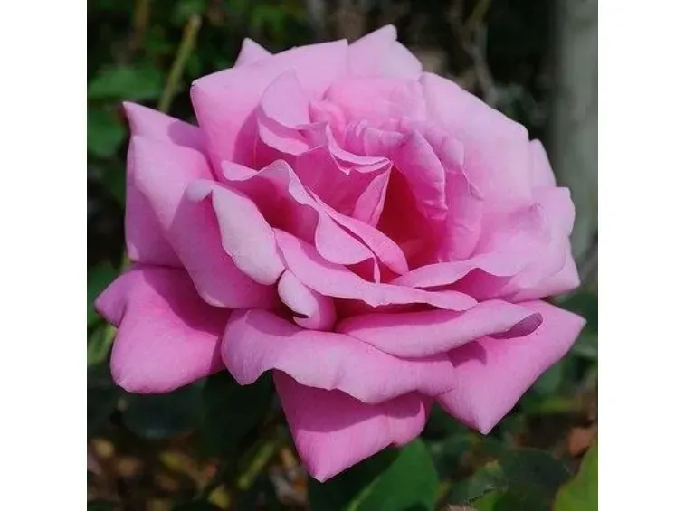 Rosa Rose, Grandi Fiori, Eminence - In pack, busta Rosa Rose, Grandi Fiori, Eminence - In pack, busta