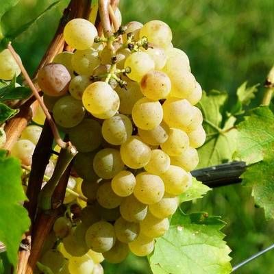 Vite da tavola Fragola bianca, Vitis vinifera 'Fragola', uva - In pack Vite da tavola Fragola bianca, Vitis vinifera 'Fragola', uva - In pack