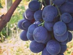 Vite da tavola Moscato d'Amburgo-Vitis vinifera 'Moscato d'Amburgo'-uva - In pack Vite da tavola Moscato d'Amburgo-Vitis vinifera 'Moscato d'Amburgo'-uva - In pack