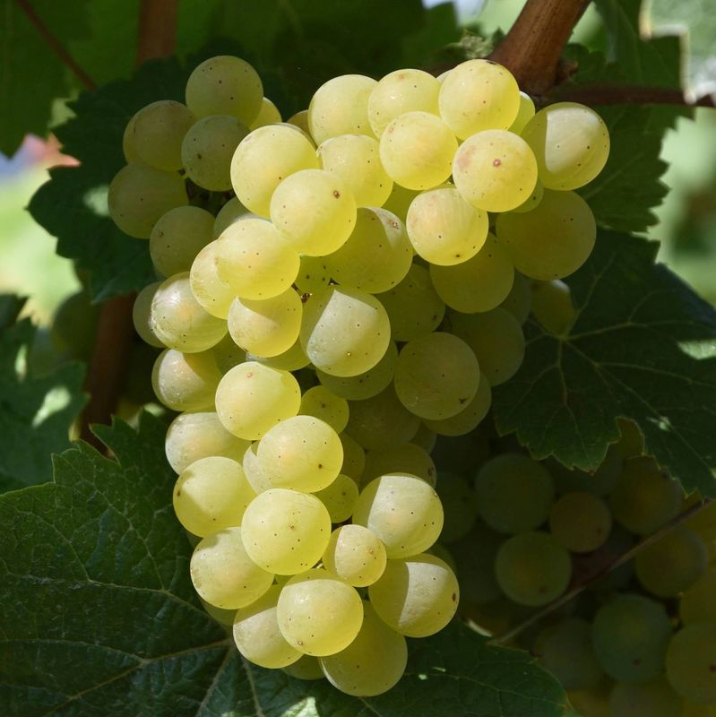 Vite da tavola Regina dei vigneti, Vitis vinifera - In pack Vite da tavola Regina dei vigneti, Vitis vinifera - In pack