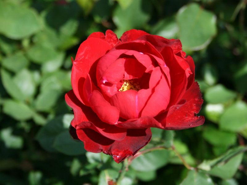 Rosa Rose, Grandi Fiori, Lilli Marleen - In pack, busta Rosa Rose, Grandi Fiori, Lilli Marleen - In pack, busta