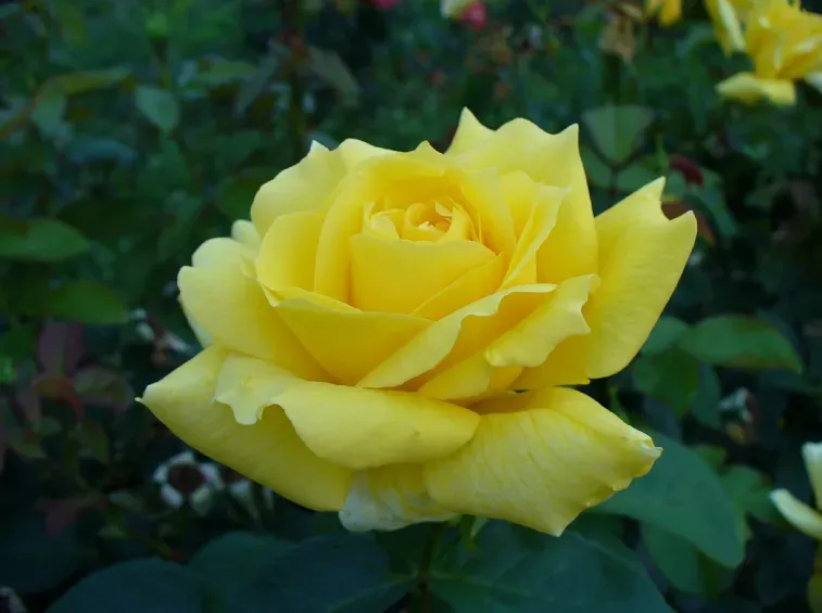 Rosa Rose, Grandi Fiori, Landara - In pack, busta Rosa Rose, Grandi Fiori, Landara - In pack, busta