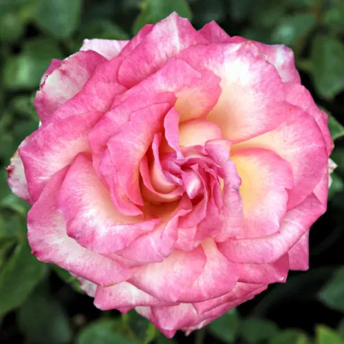 Rosa Rose, Grandi Fiori, Cordes Perfecta - In pack, busta Rosa Rose, Grandi Fiori, Cordes Perfecta - In pack, busta