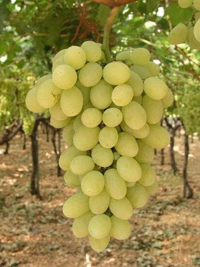 Vite da tavola Vittoria, Vitis vinifera - In pack