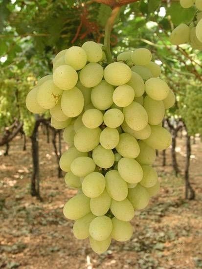 Vite da tavola Vittoria, Vitis vinifera - In pack Vite da tavola Vittoria, Vitis vinifera - In pack