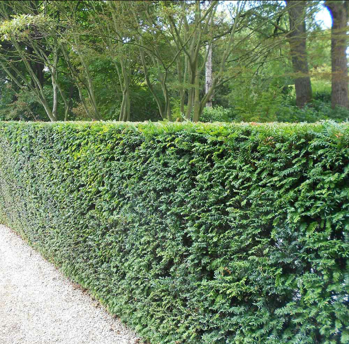 Tasso, Taxus baccata - alvaso 35 h 100/110