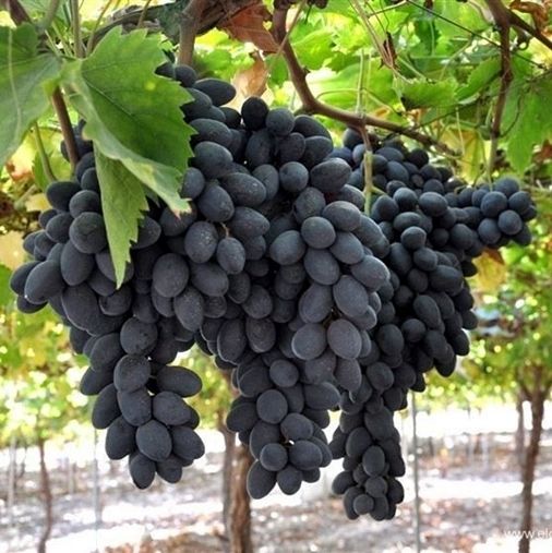 Vite da tavola Pizzutello Nero-Pizzutella Nera-Vitis vinifera 'Pizzutello Nero'- In pack Vite da tavola Pizzutello Nero-Pizzutella Nera-Vitis vinifera 'Pizzutello Nero'- In pack