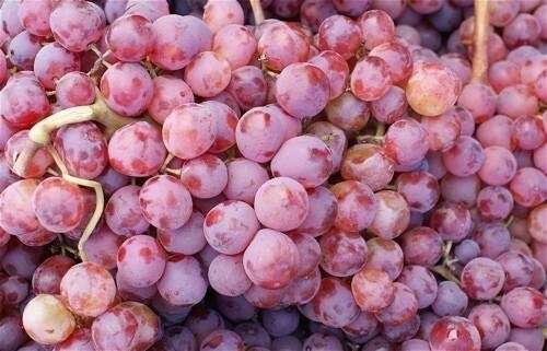 Vite da tavola Cardinal,  Vitis vinifera, Uva - In pack