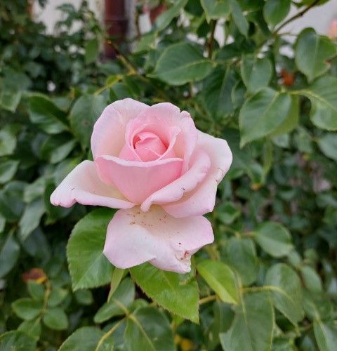 Rosa Rose, Grandi Fiori, Papa Giovanni XXIII - In pack, busta Rosa Rose, Grandi Fiori, Papa Giovanni XXIII - In pack, busta