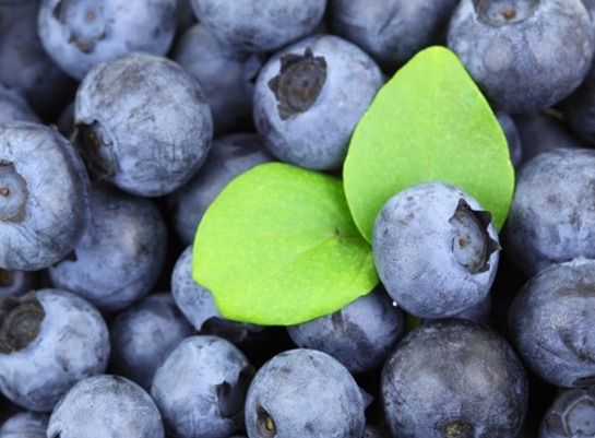 Mirtillo, Vaccinium corymbosum - Vaso 10x10 cm