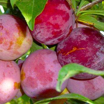 Prunus domestica, Susina Ozark Premier - vaso Ø24 cm