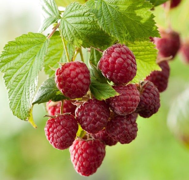 Lampone Rosso, Rubus idaeus rosso - vaso 15x15 cm