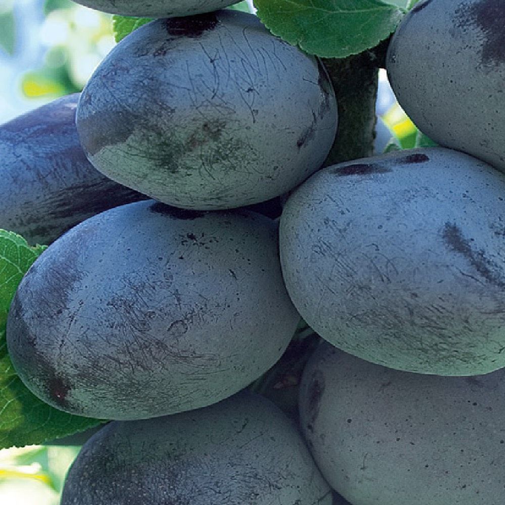 Prunus domestica, Susina Bluefree - vaso Ø24 cm