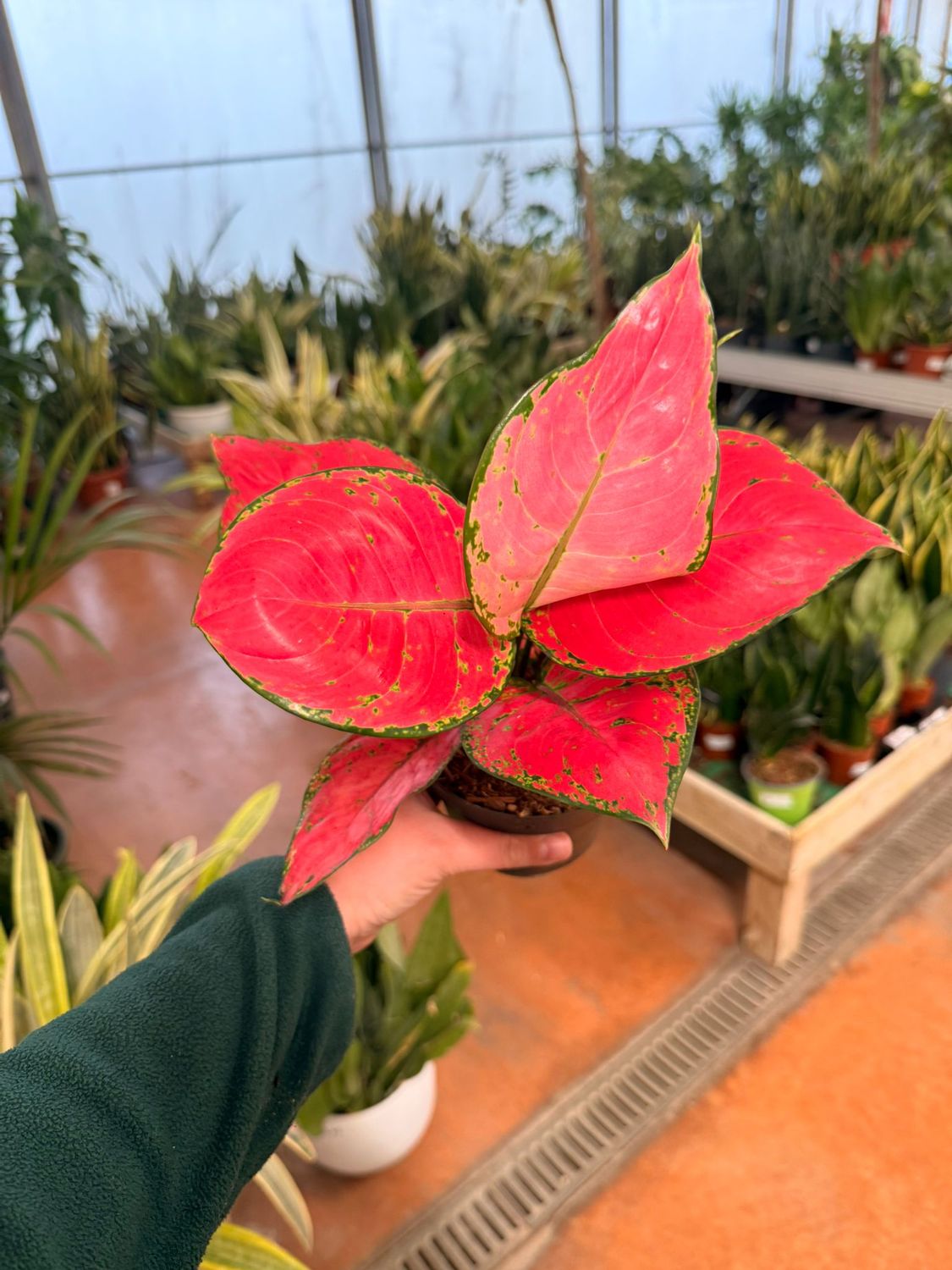 Aglaonema 'Red Joy' - vaso Ø12 cm