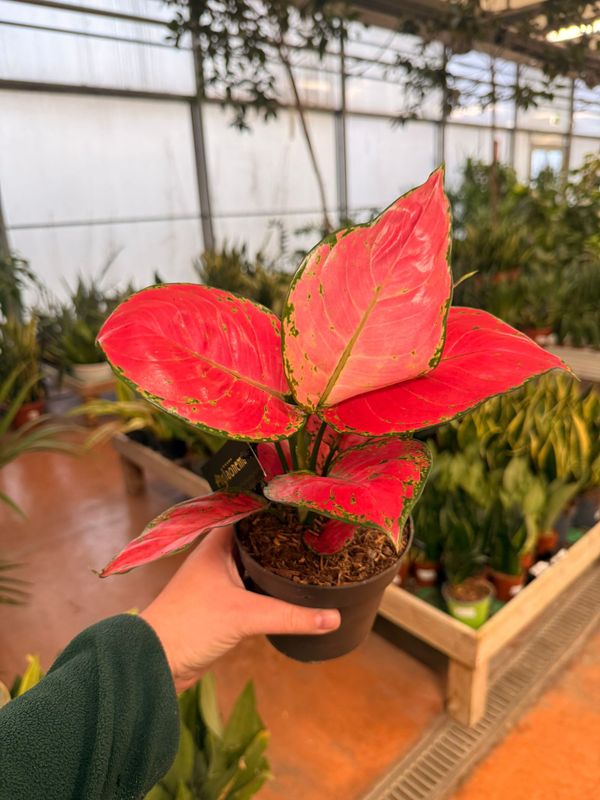 Aglaonema 'Red Joy' - vaso Ø12 cm