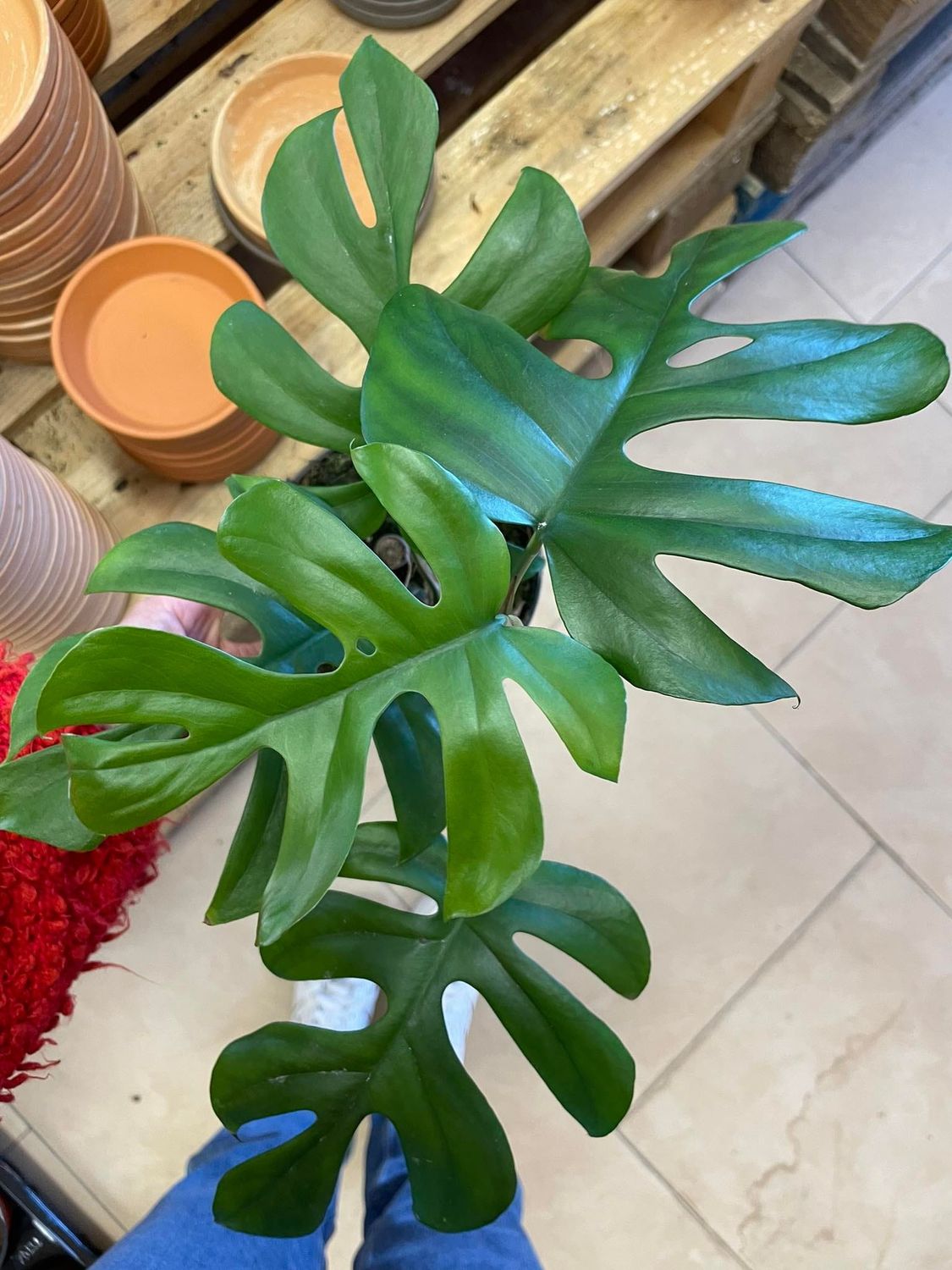 Monstera deliciosa - Philodendron Pertusum  - vaso Ø 12 cm, h 30 cm