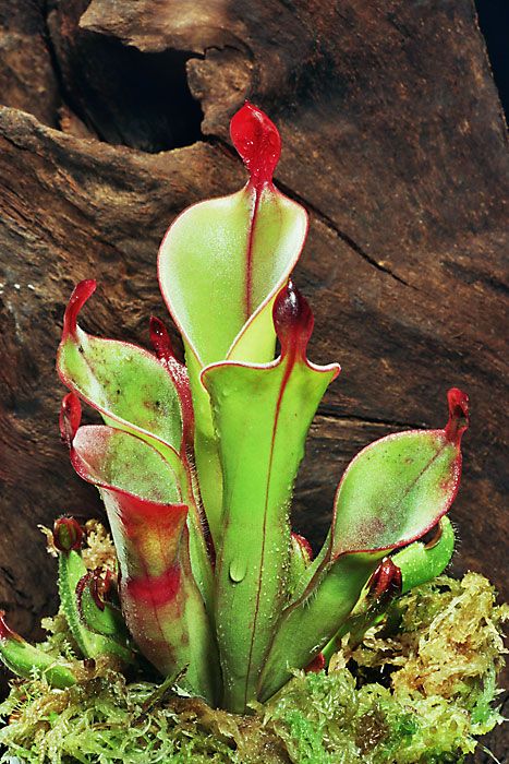 Heliamphora , Pianta Carnivora, insettivora - vaso Ø8cm
