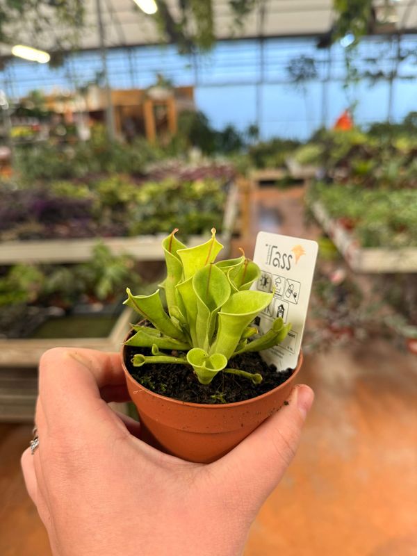 Heliamphora , Pianta Carnivora, insettivora - vaso Ø8cm