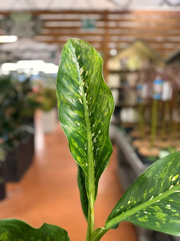 Dieffenbachia 'Crocodile' - vaso Ø12 cm