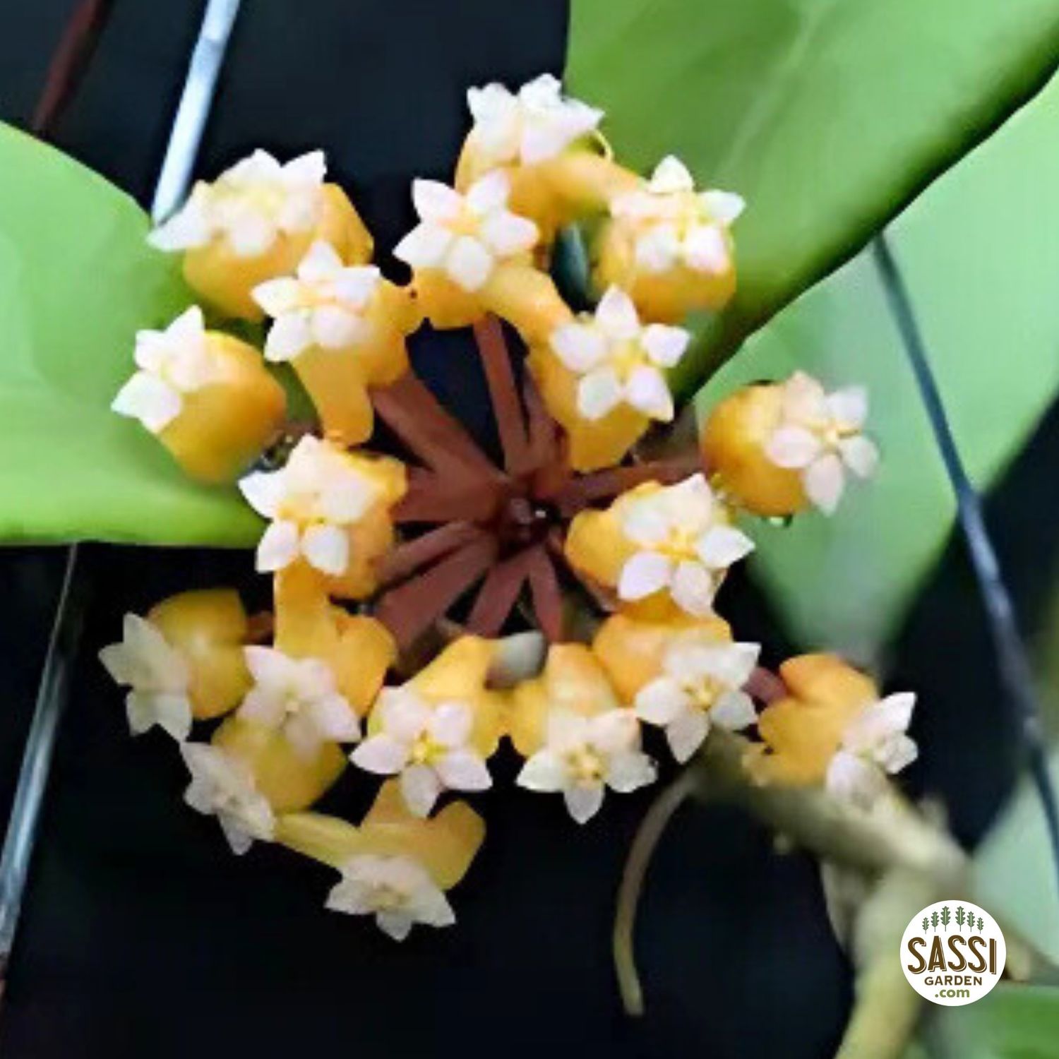 Hoya sp. 'Malang' - vaso Ø6 cm