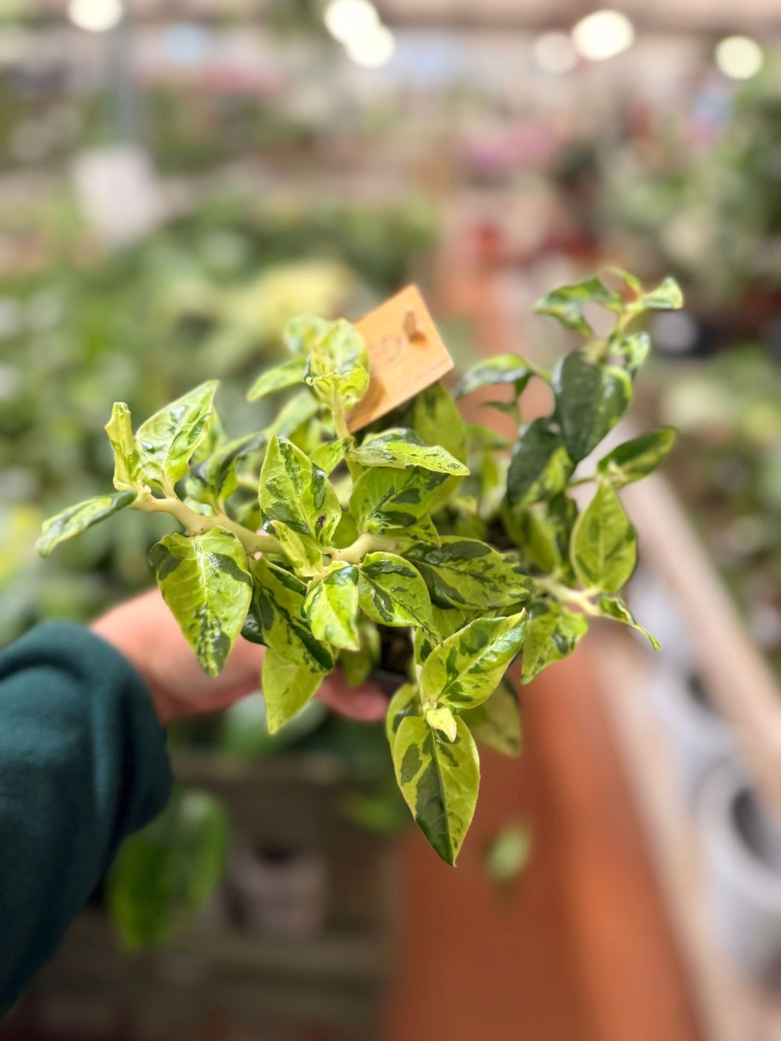Pedilanthus tithymaloides variegata - vaso Ø10.5 cm