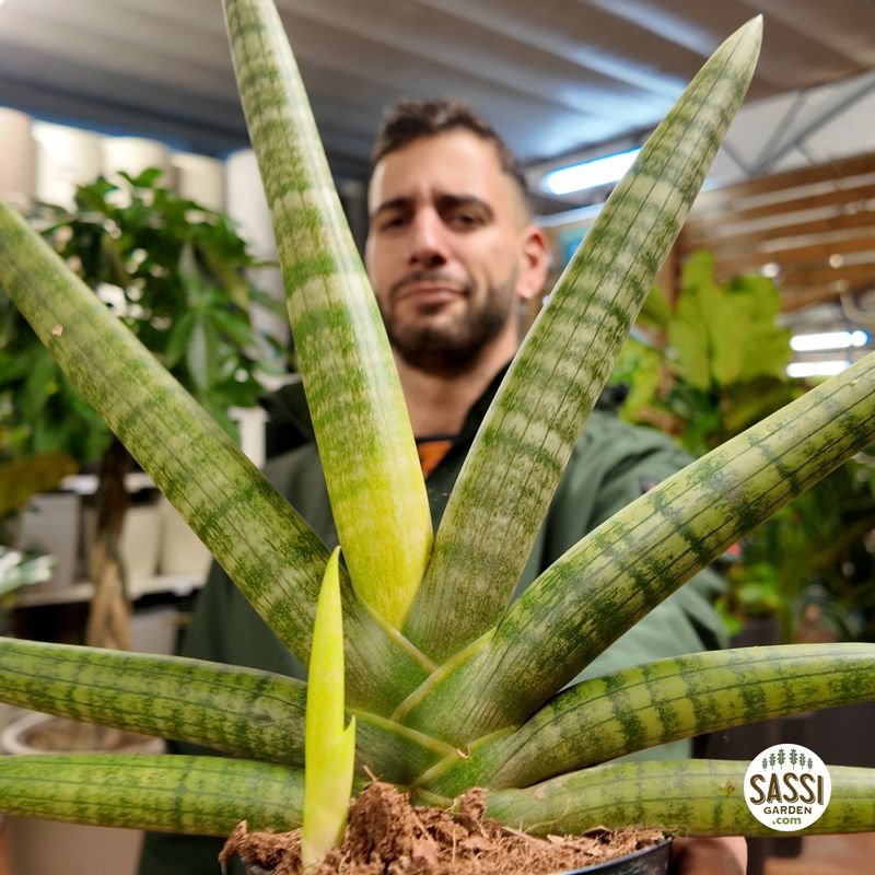 Sanseveria Cilindrica Handshake, Sansevieria cylindrica - vaso Ø10 cm