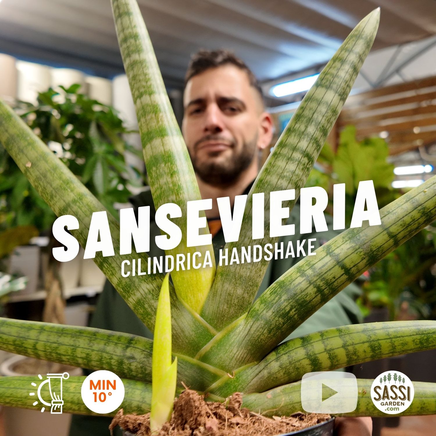 Sanseveria Cilindrica Handshake, Sansevieria cylindrica -  vaso Ø10 cm