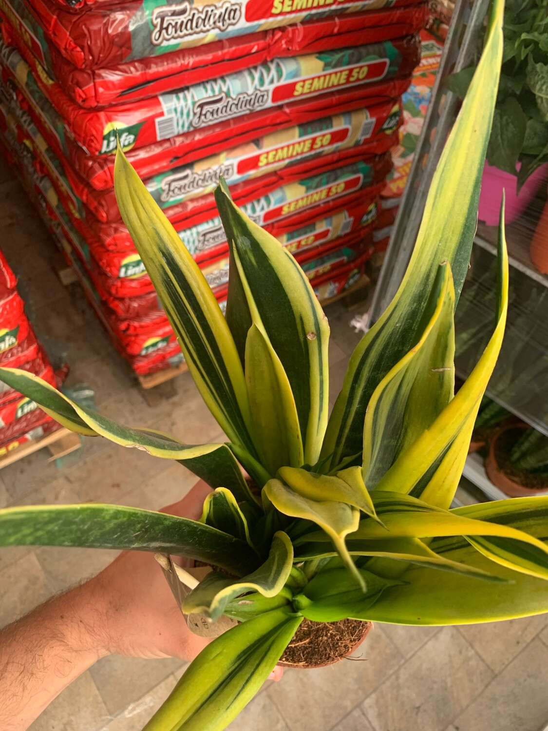 Sansevieria trifasciata 'Gold Flame' - vaso Ø21 cm