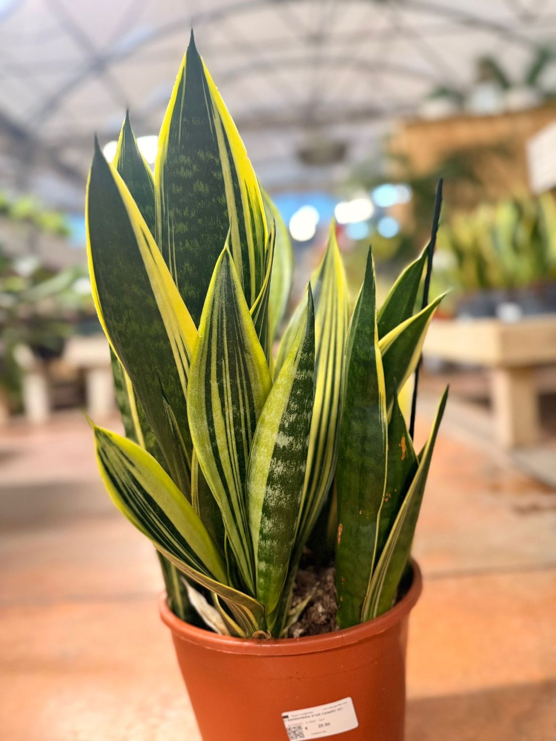 Sansevieria trifasciata 'Gold Flame' - vaso Ø21 cm