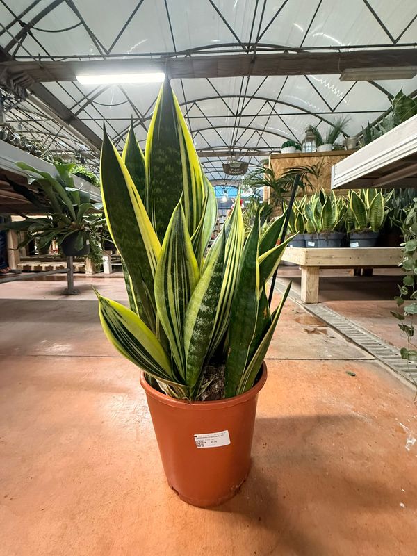 Sansevieria trifasciata 'Gold Flame' - vaso Ø21 cm