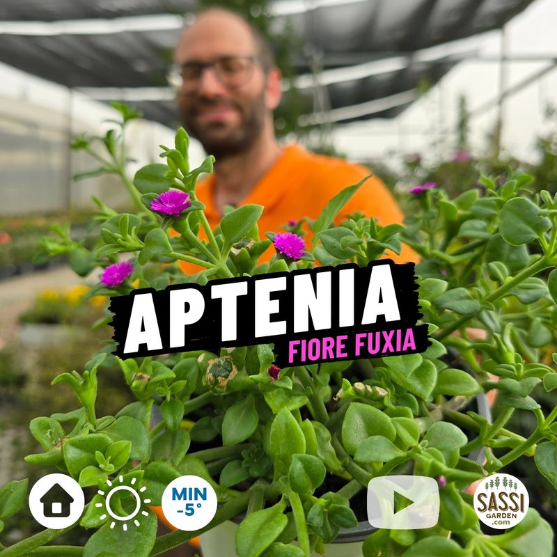 Aptenia cordifolia, foglia VERDE, fiore ROSSO - vaso Ø14 cm