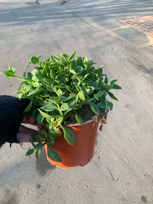 Aptenia cordifolia, foglia VERDE, fiore ROSSO - vaso Ø14 cm