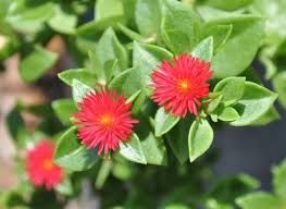 Aptenia cordifolia, foglia VERDE, fiore ROSSO - vaso Ø14 cm